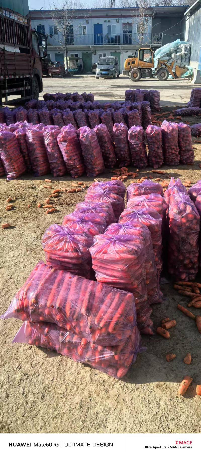 精品三红胡萝卜大量接单，可视频看货，欢迎来电咨询