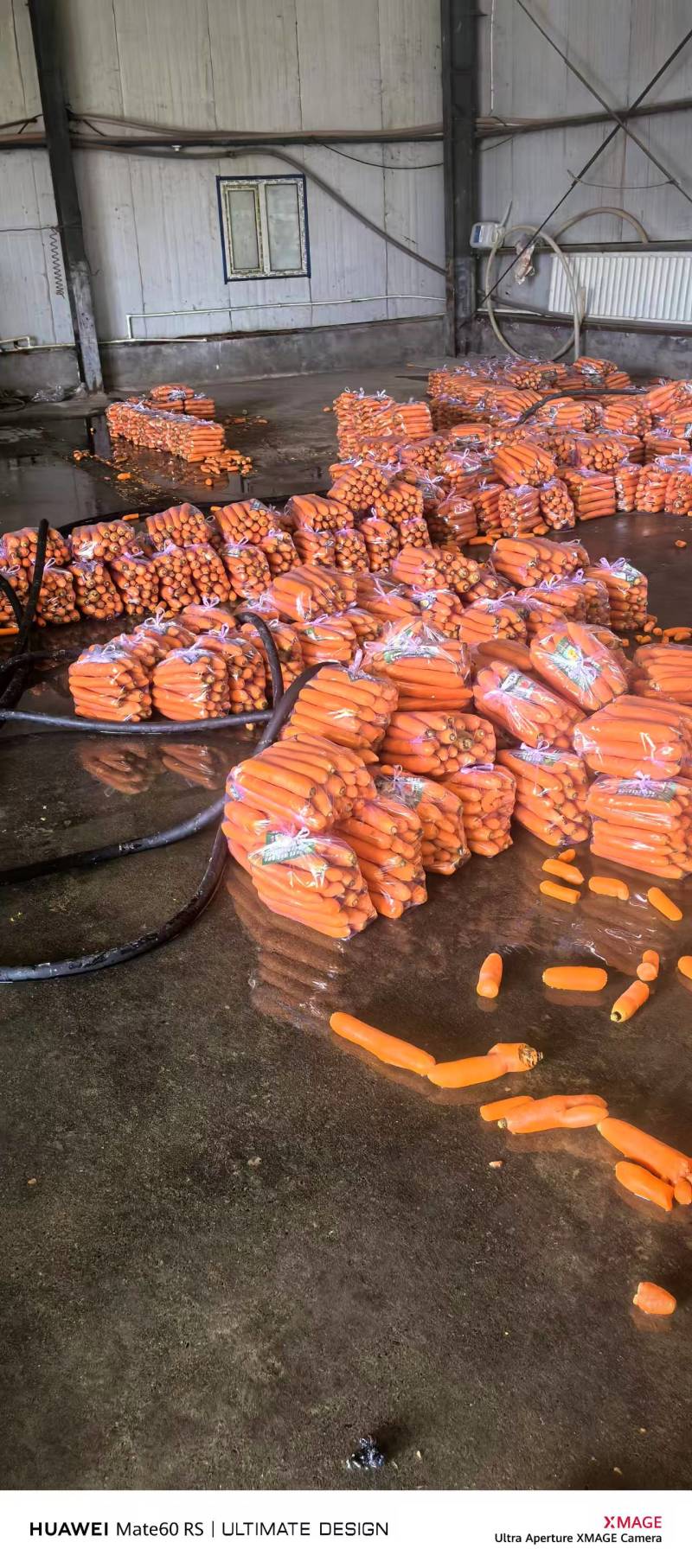 精品三红胡萝卜大量接单，可视频看货，欢迎来电咨询