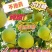 【热卖】沙田柚新鲜上市品质保证大量供应全国包邮