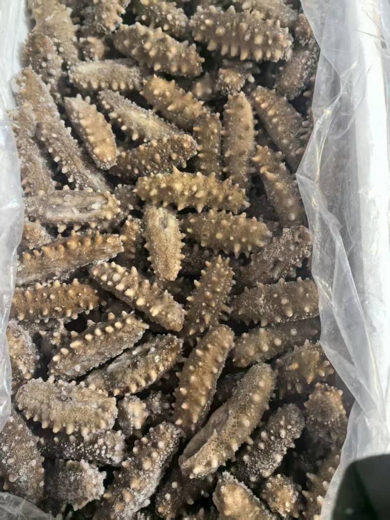 即食海参鲜食海参500g辽刺参非鲜活孕妇速冻独立包装海参