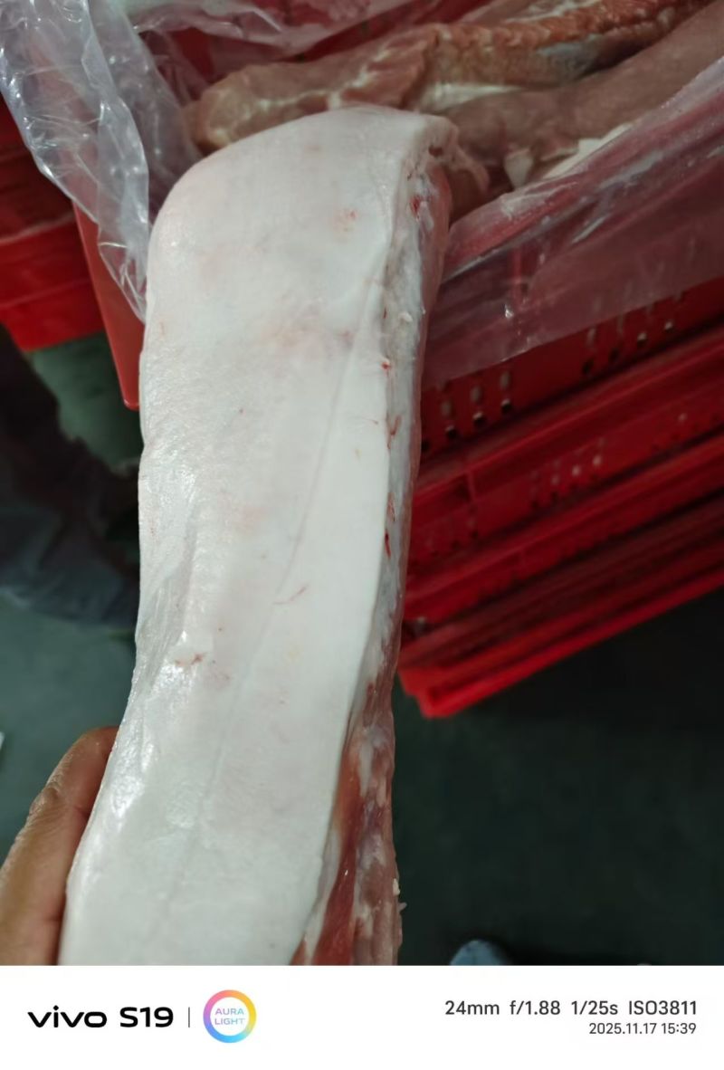 肥猪呆滞三号