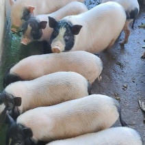 广西崇左巴马香猪