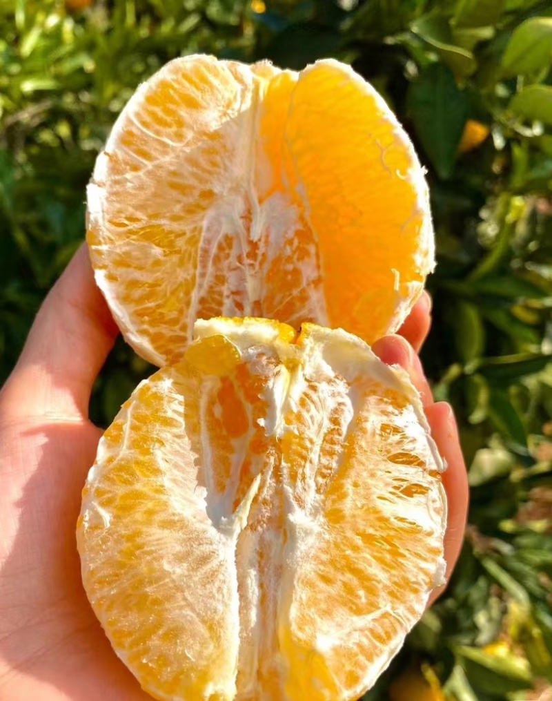 脐橙