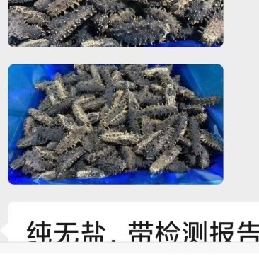 山东烟台蓬莱区湾子口当地海参，自家海区，自己加工一手货源