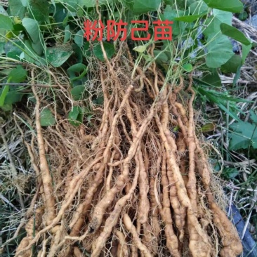 正宗江西粉防己苗土木香粉防己大苗