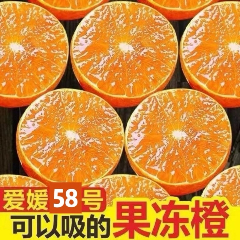 爱媛耙耙柑电商一件商超团购24小时揽收