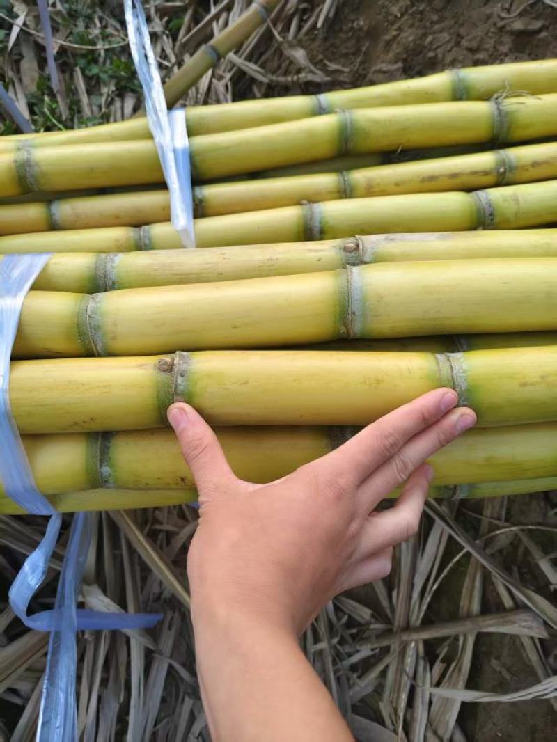 云南黄金甘蔗，大量上市，产地直发，品质保证，服务经营