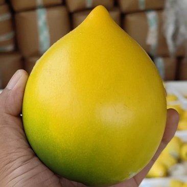 黄晶果来自西双版纳的热带水果