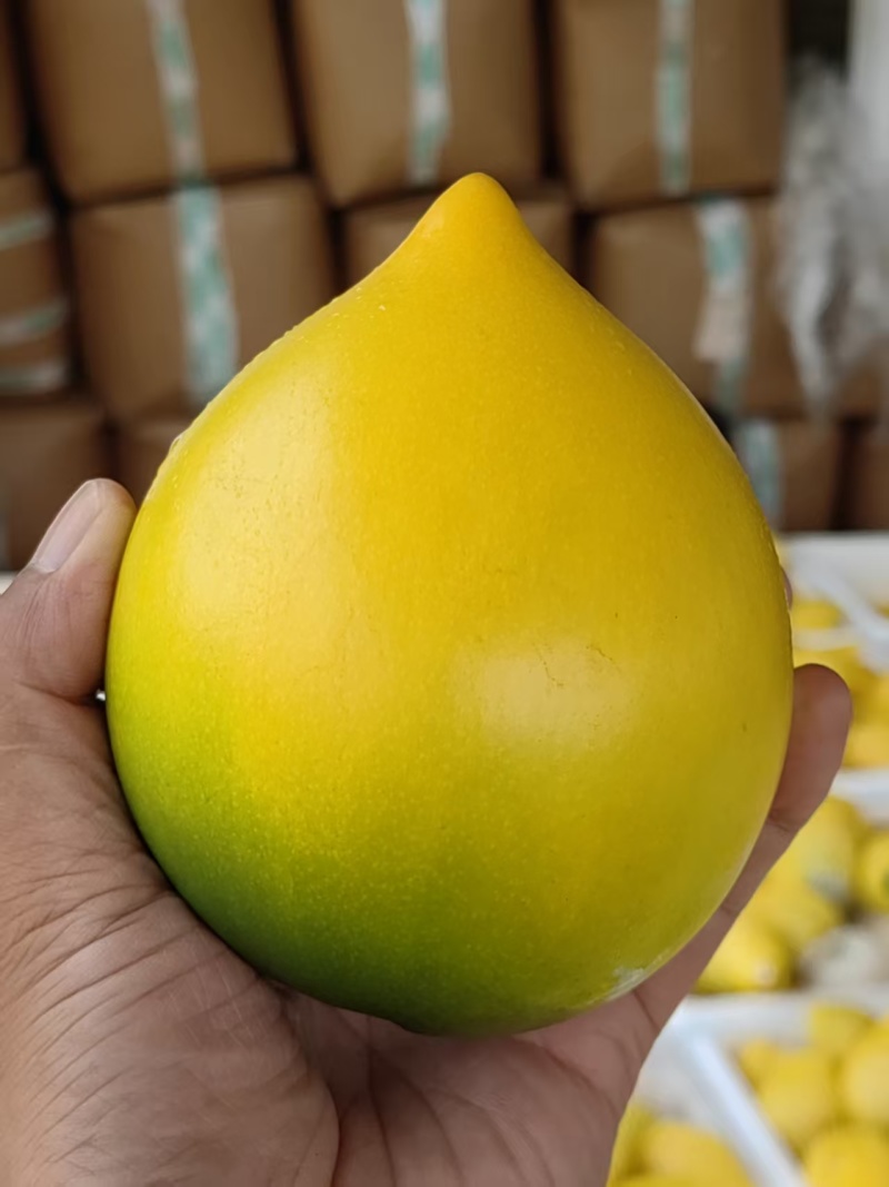 黄晶果来自西双版纳的热带水果