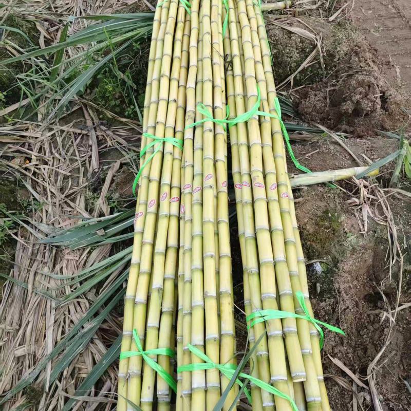 云南黄金甘蔗，大量上市，产地直发，品质保证，服务经营