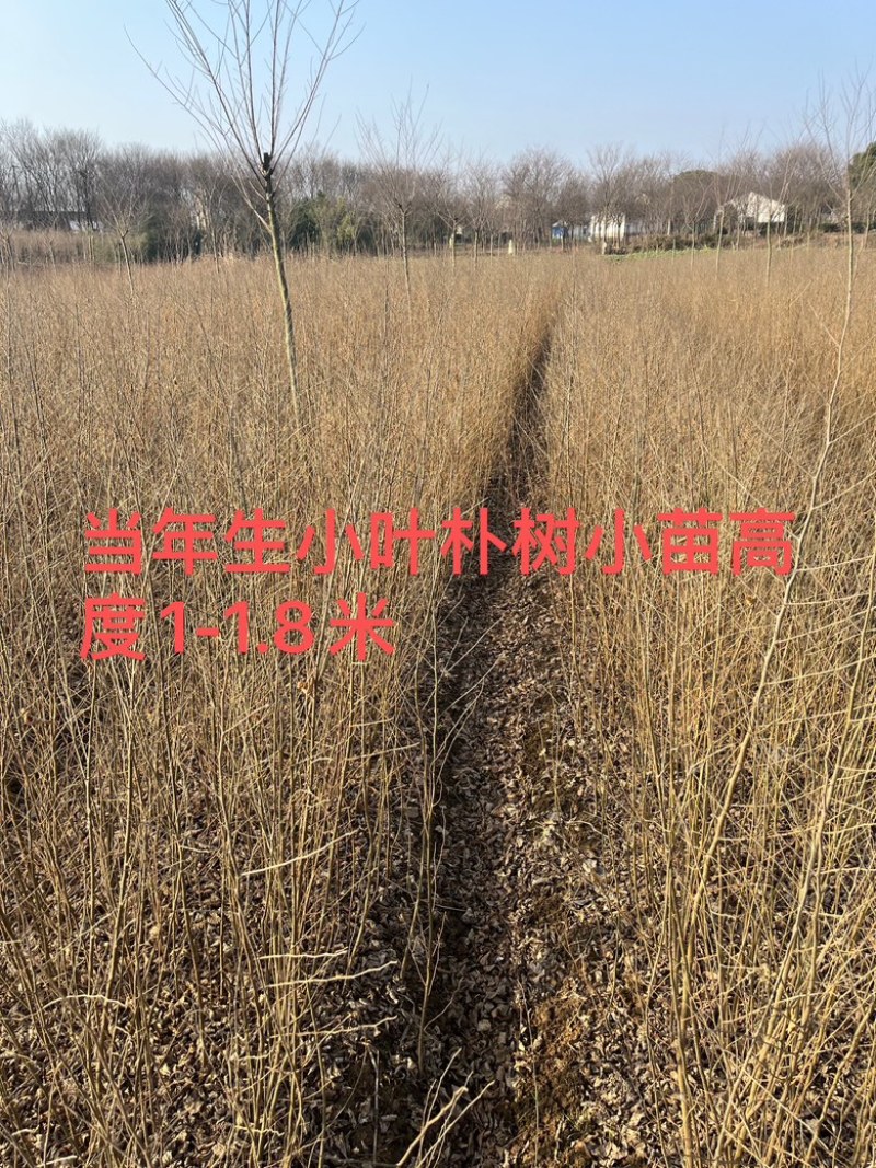 榉树小苗