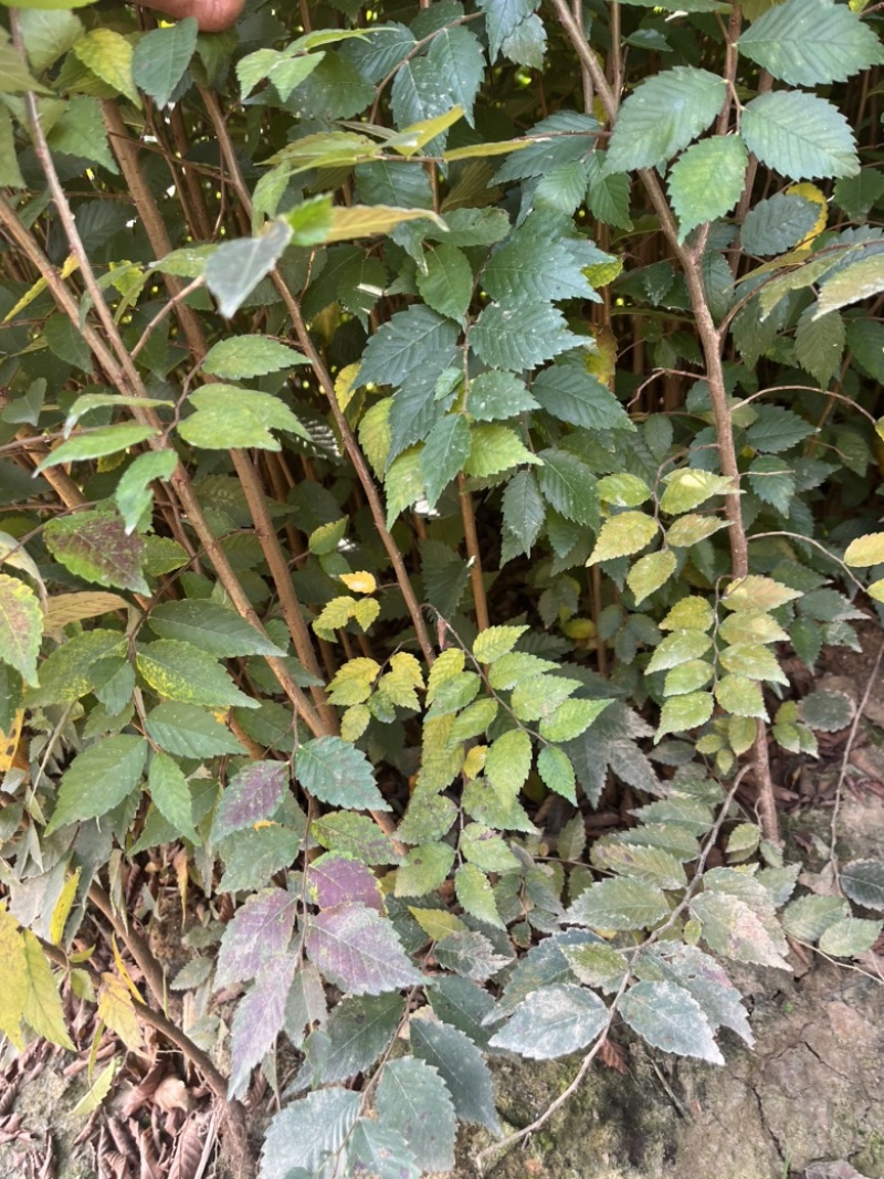 榉树小苗