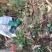 土蜂蜜