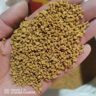 芦巴子色选货干净无杂质，全面大货供应