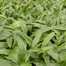 毛慈菇种苗，幼苗紫花苗