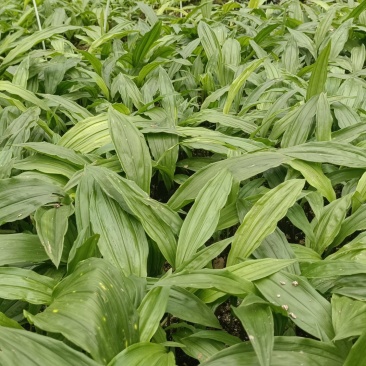 毛慈菇种苗，幼苗紫花苗