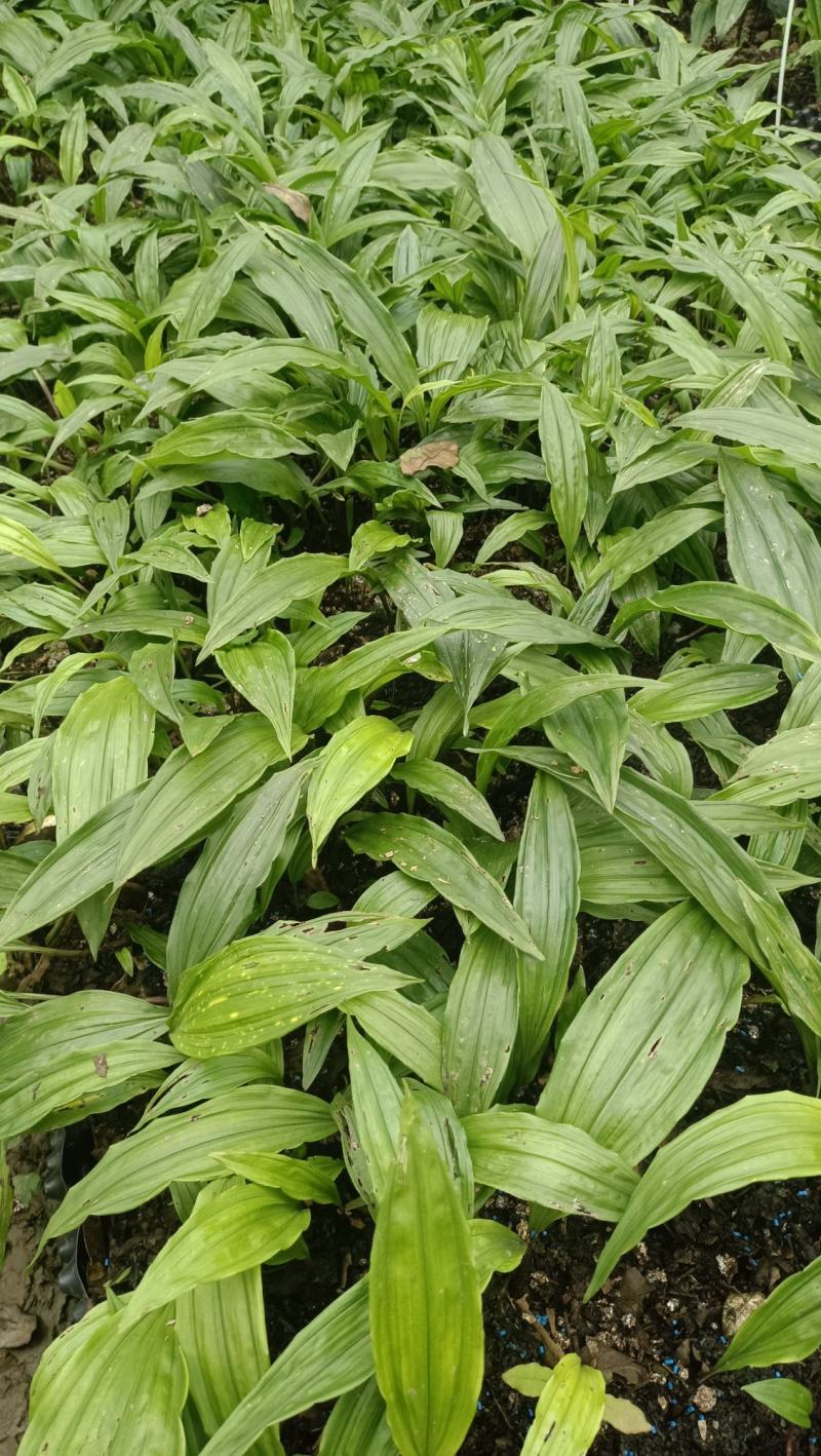 毛慈菇种苗，幼苗紫花苗