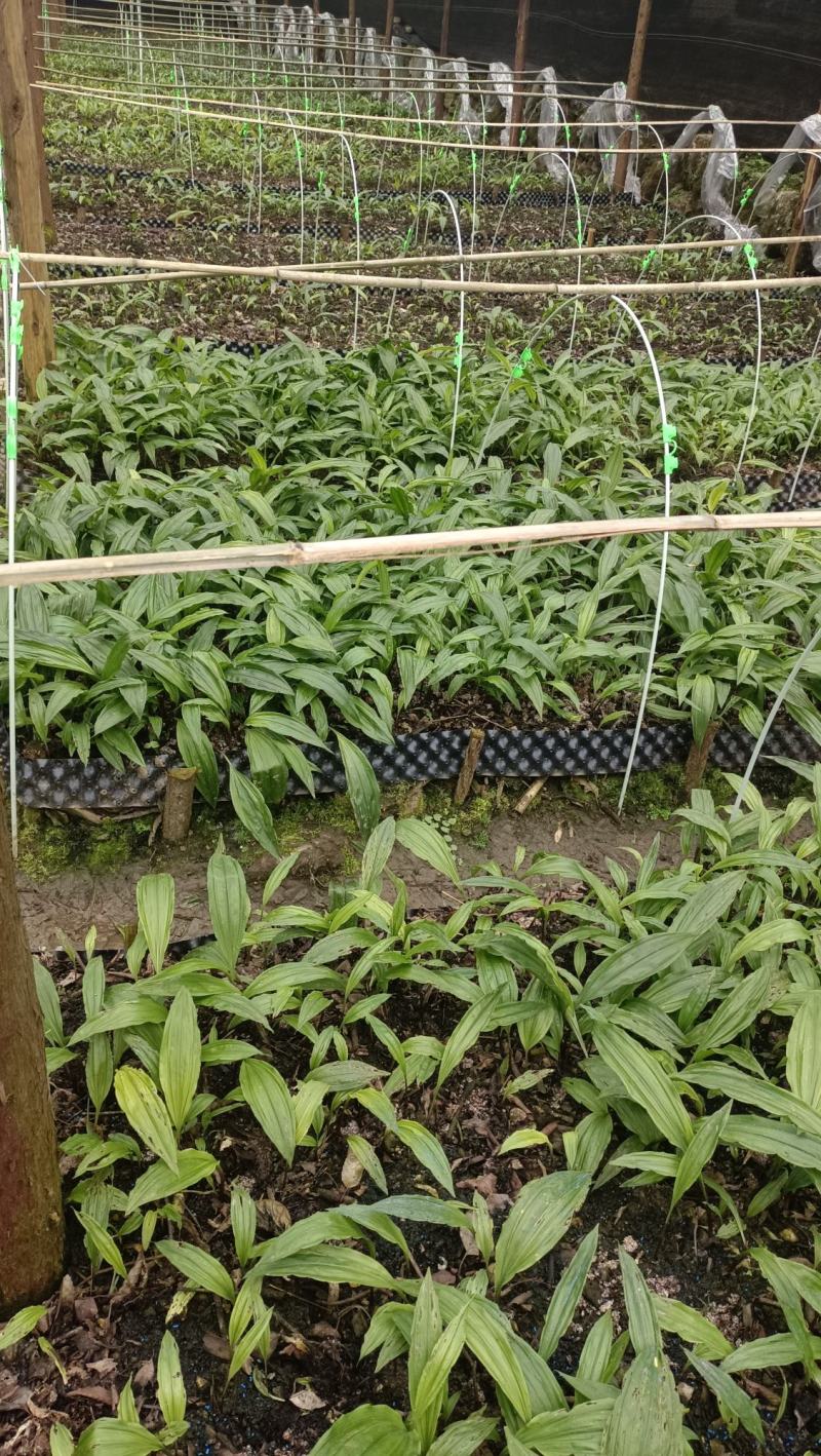 毛慈菇种苗，幼苗紫花苗