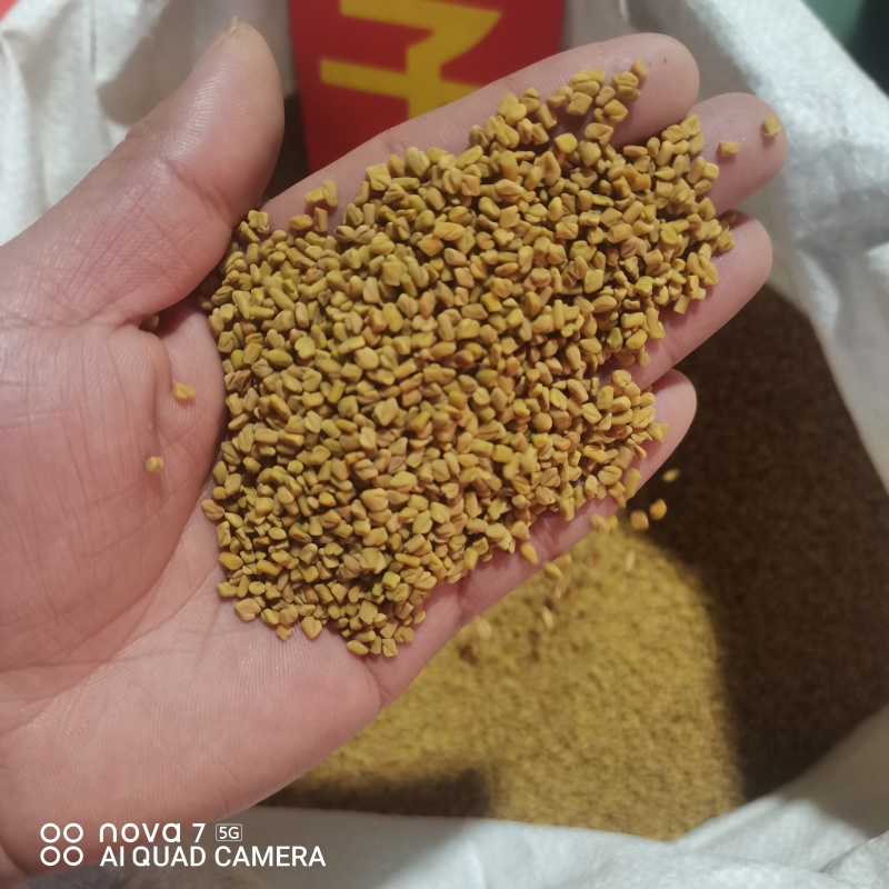 芦巴子色选货干净无杂质，全面大货供应