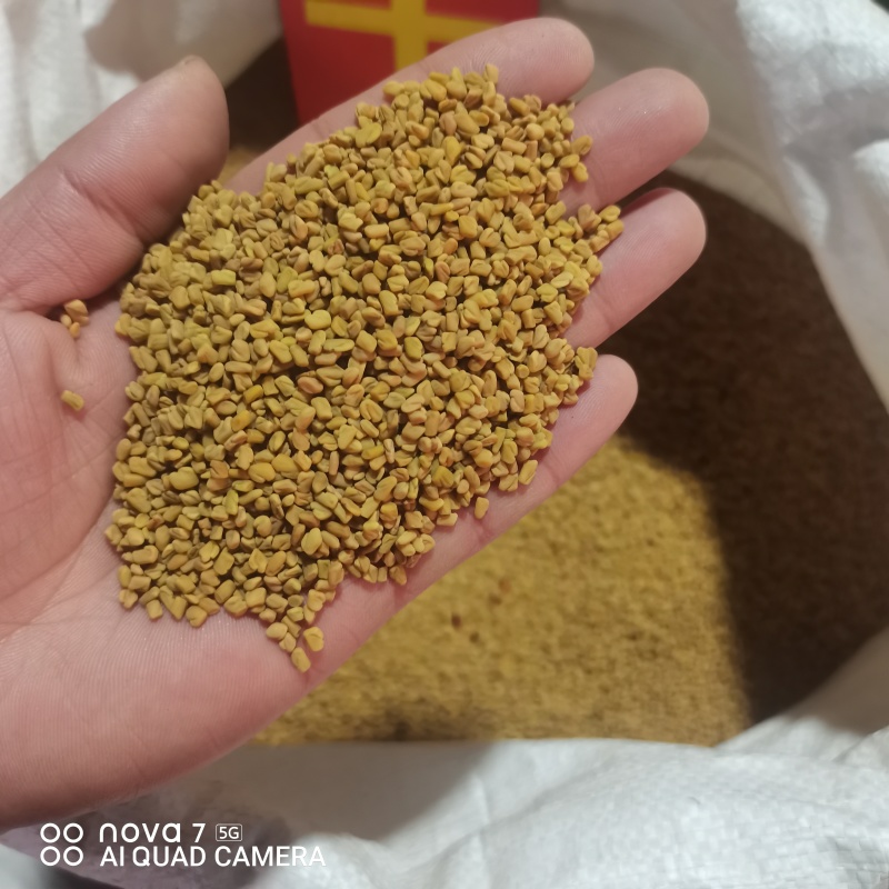 芦巴子色选货干净无杂质，全面大货供应