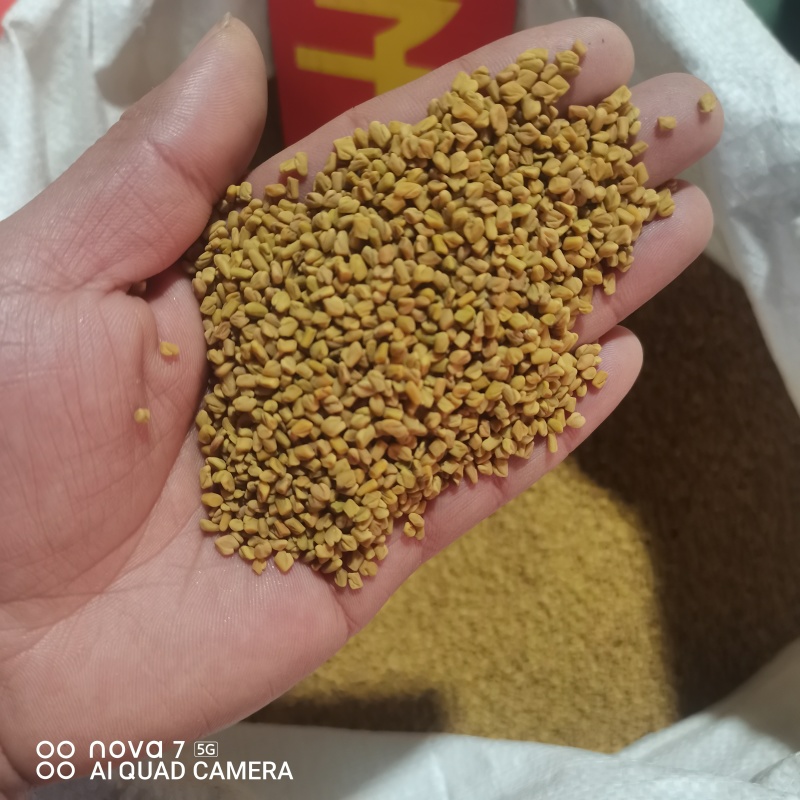芦巴子色选货干净无杂质，全面大货供应