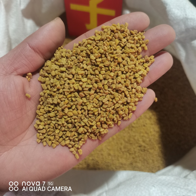 芦巴子色选货干净无杂质，全面大货供应