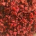《山茱萸》山萸肉山芋肉买好药尽在聚源中药