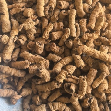 《巴戟肉》巴戟大肉大个头全抽芯买好药尽在聚源中药