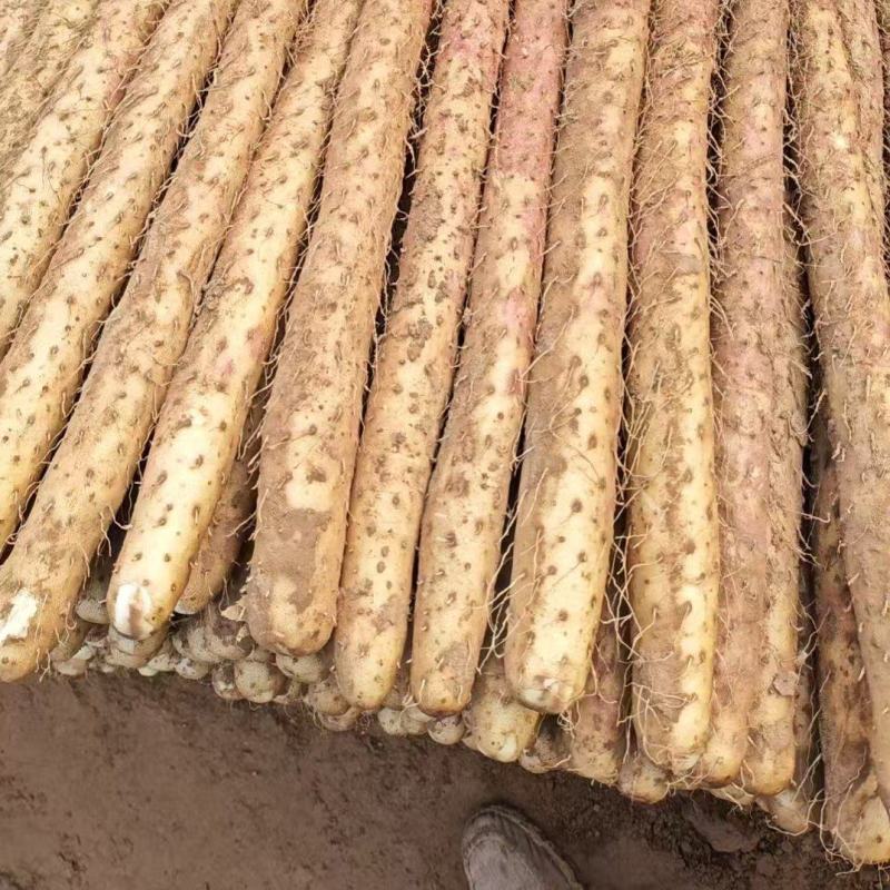 河南铁棍山药价格优惠新鲜上市价格美丽对接全国量大从优热卖