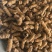 《巴戟肉》巴戟大肉大个头全抽芯买好药尽在聚源中药