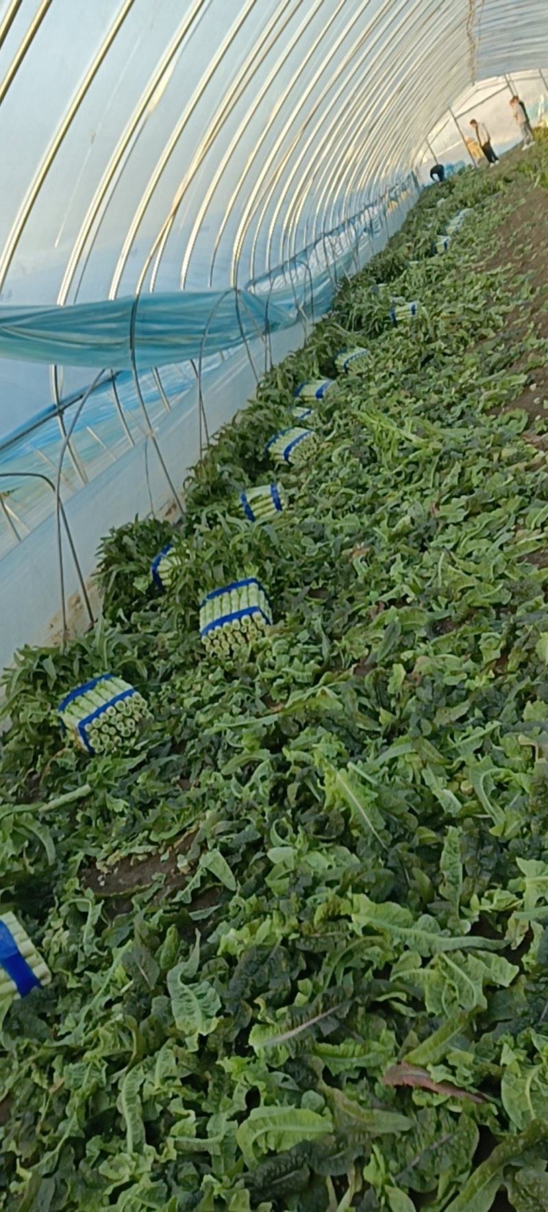 宿州市埇桥区产地莴笋大量上市，可以视频看货，到产地也可以