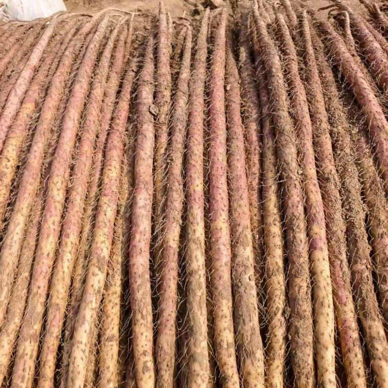 河南铁棍山药新鲜上市价格美丽对接全国量大从优质量好走货快
