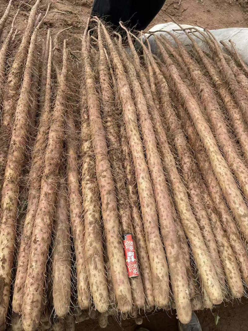 河南铁棍山药新鲜上市价格美丽对接全国量大从优质量好走货快