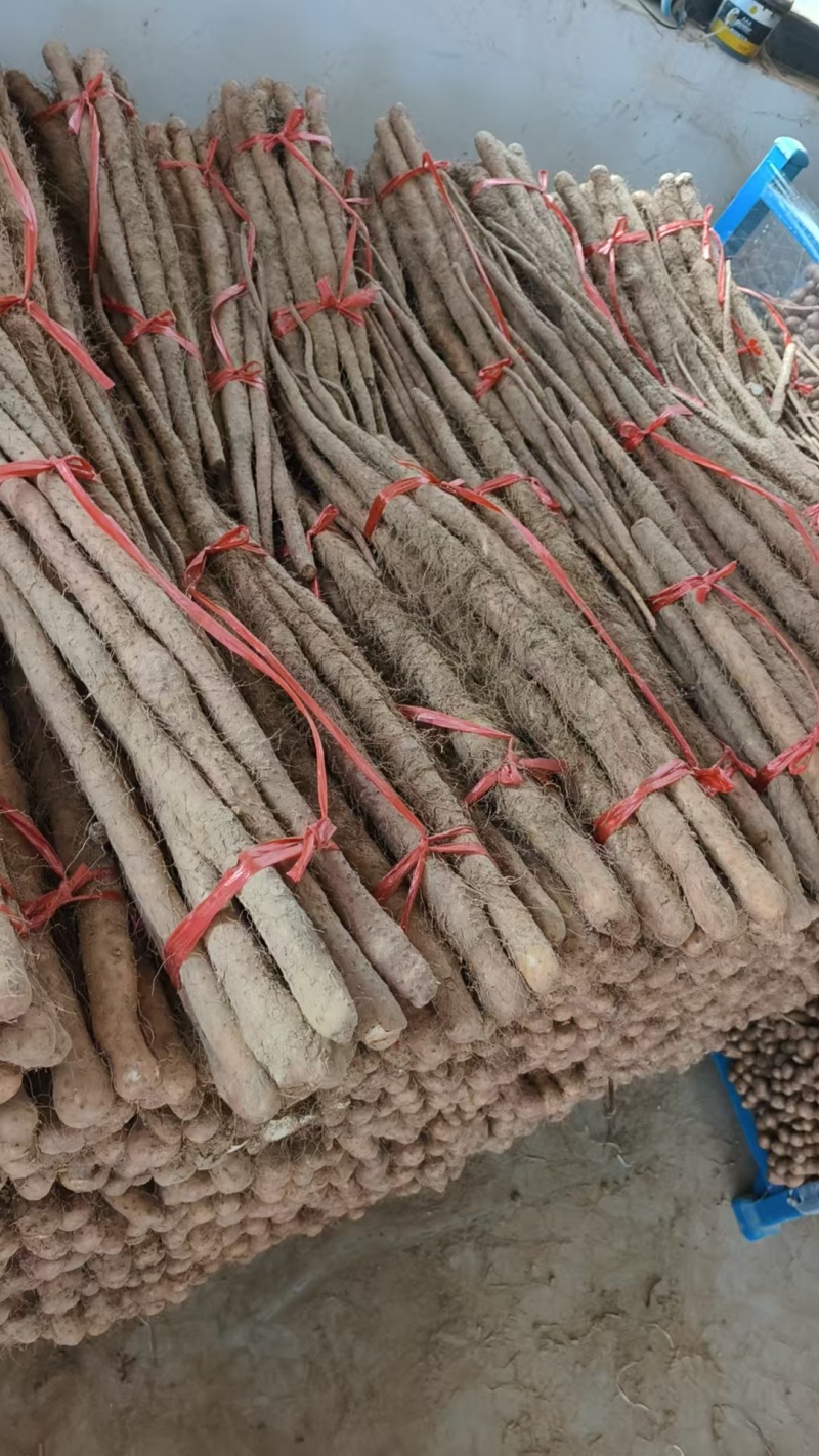河南铁棍山药新鲜上市价格美丽对接全国量大从优质量好走货快