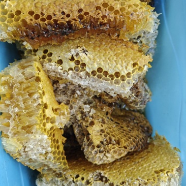 贵州纯野生蜂蜜，土蜂，石洞蜂各种都有，