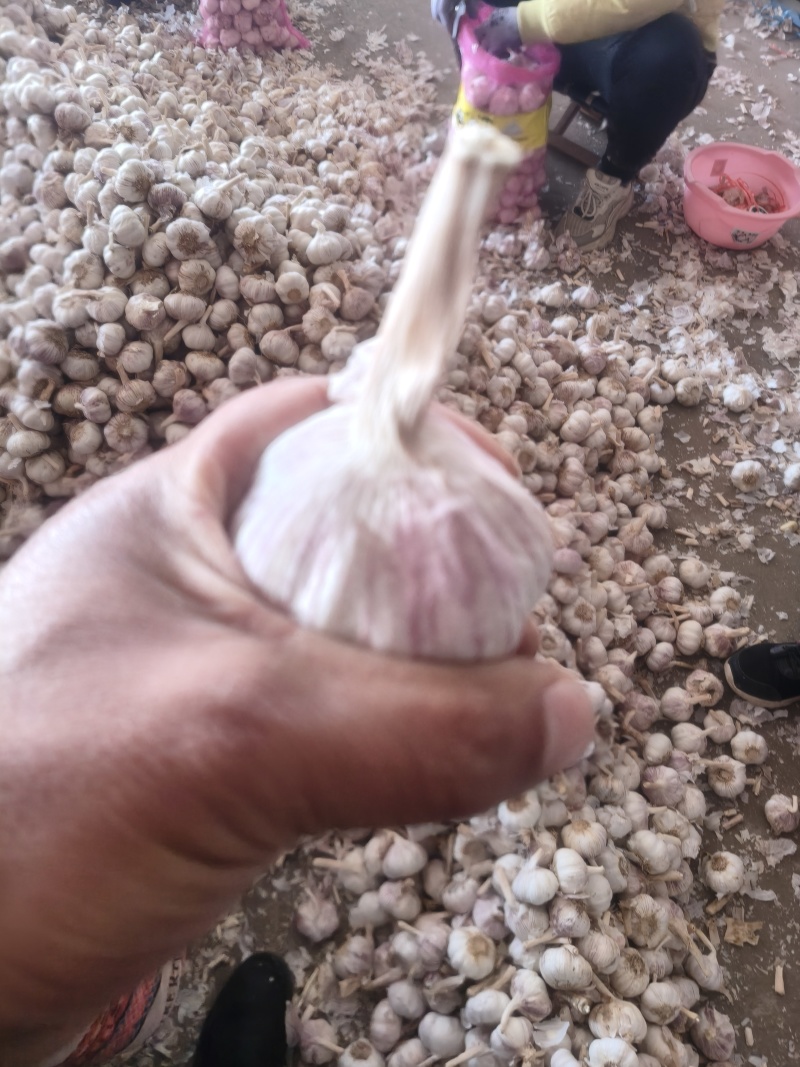 河南大蒜热受销完