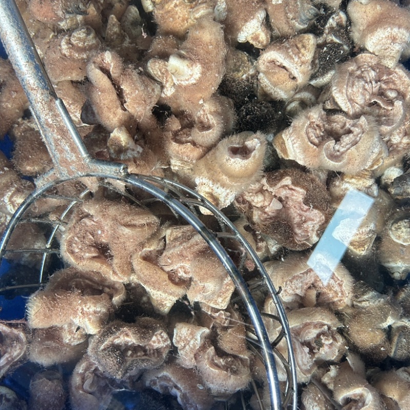 刀削牛小蹄牛脚趾原材料***
