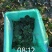 25年趴地菠菜.大量上市.质量决定市场