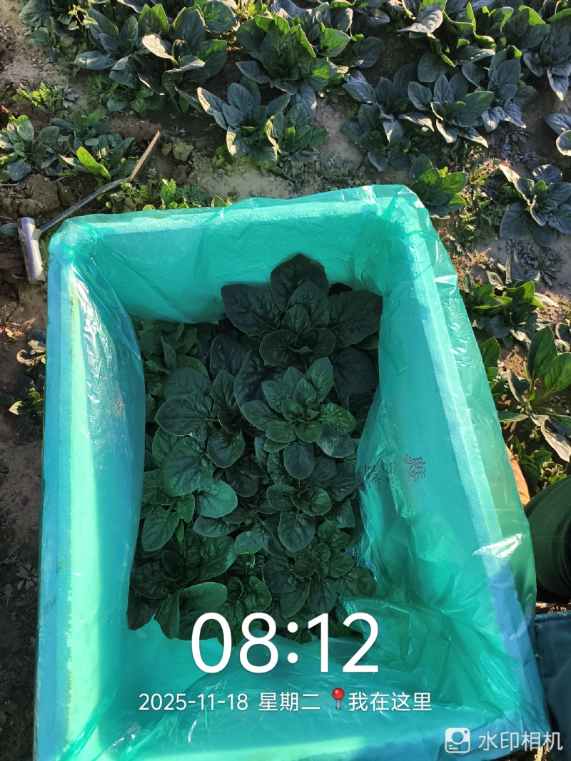 25年趴地菠菜.大量上市.质量决定市场