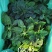 25年趴地菠菜.大量上市.质量决定市场