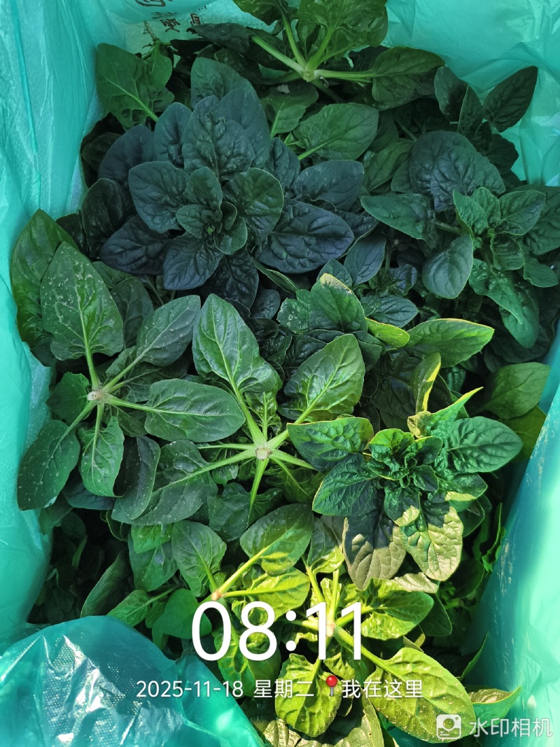 25年趴地菠菜.大量上市.质量决定市场
