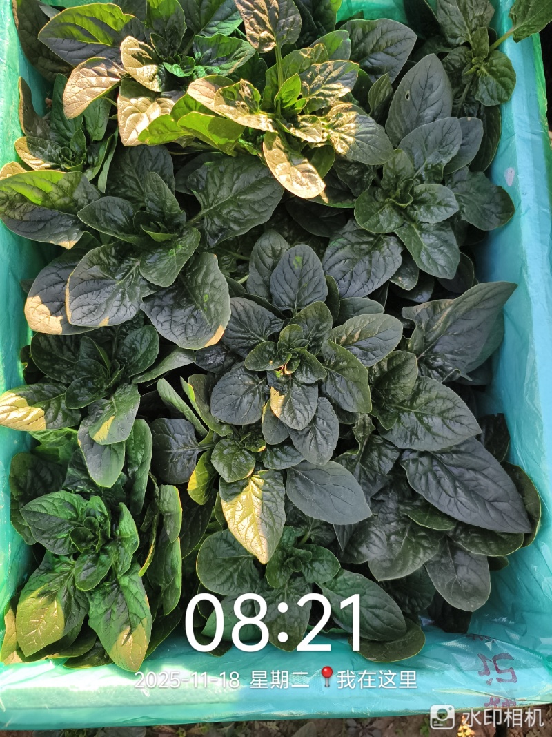 25年趴地菠菜.大量上市.质量决定市场