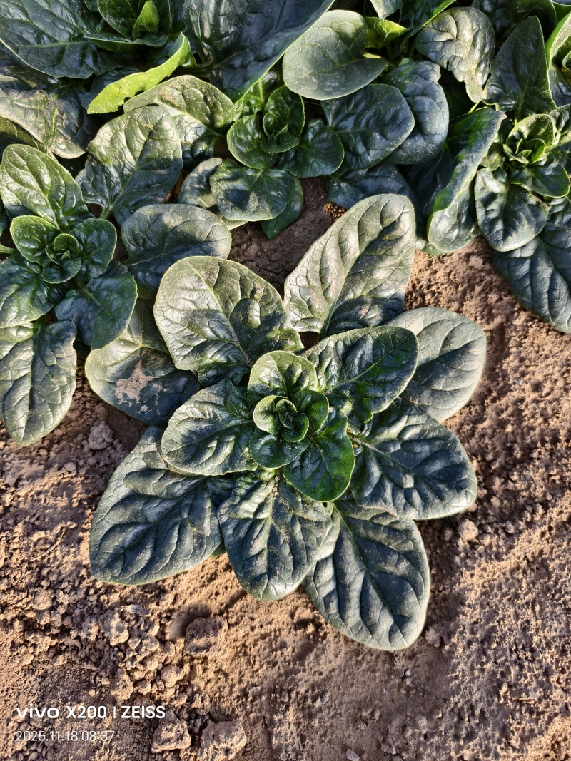 25年趴地菠菜.大量上市.质量决定市场