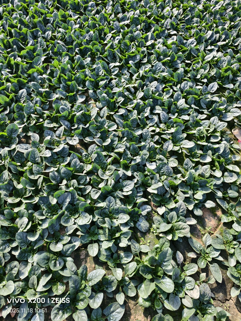 25年趴地菠菜.大量上市.质量决定市场