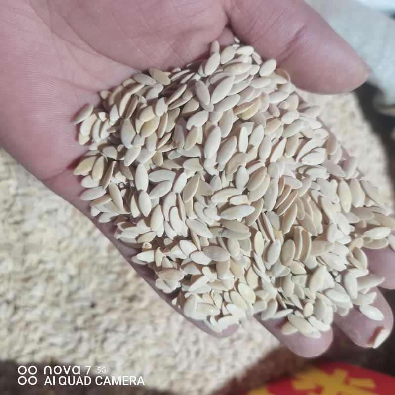 黄瓜籽中药材干货规格齐全新货大货供应