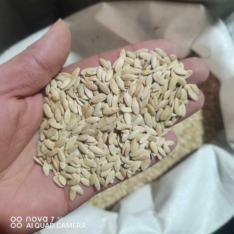 黄瓜籽中药材干货规格齐全新货大货供应