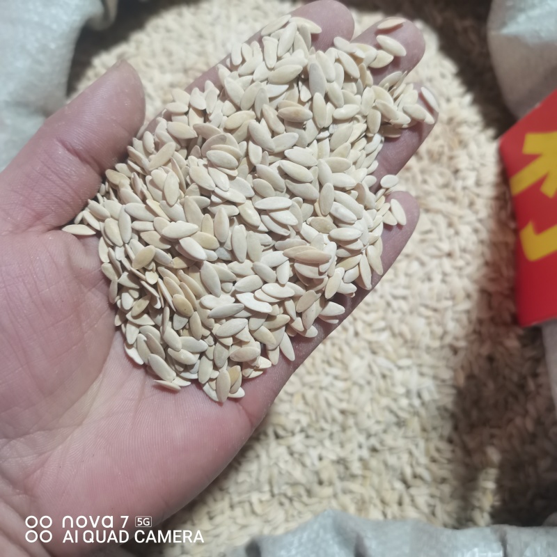黄瓜籽中药材干货规格齐全新货大货供应