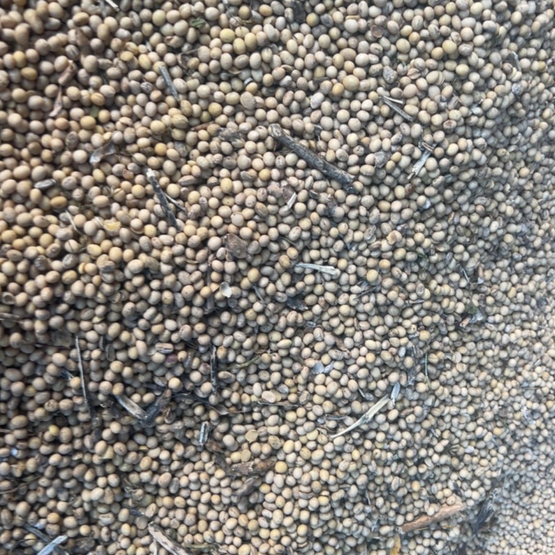 4万斤黄豆出售