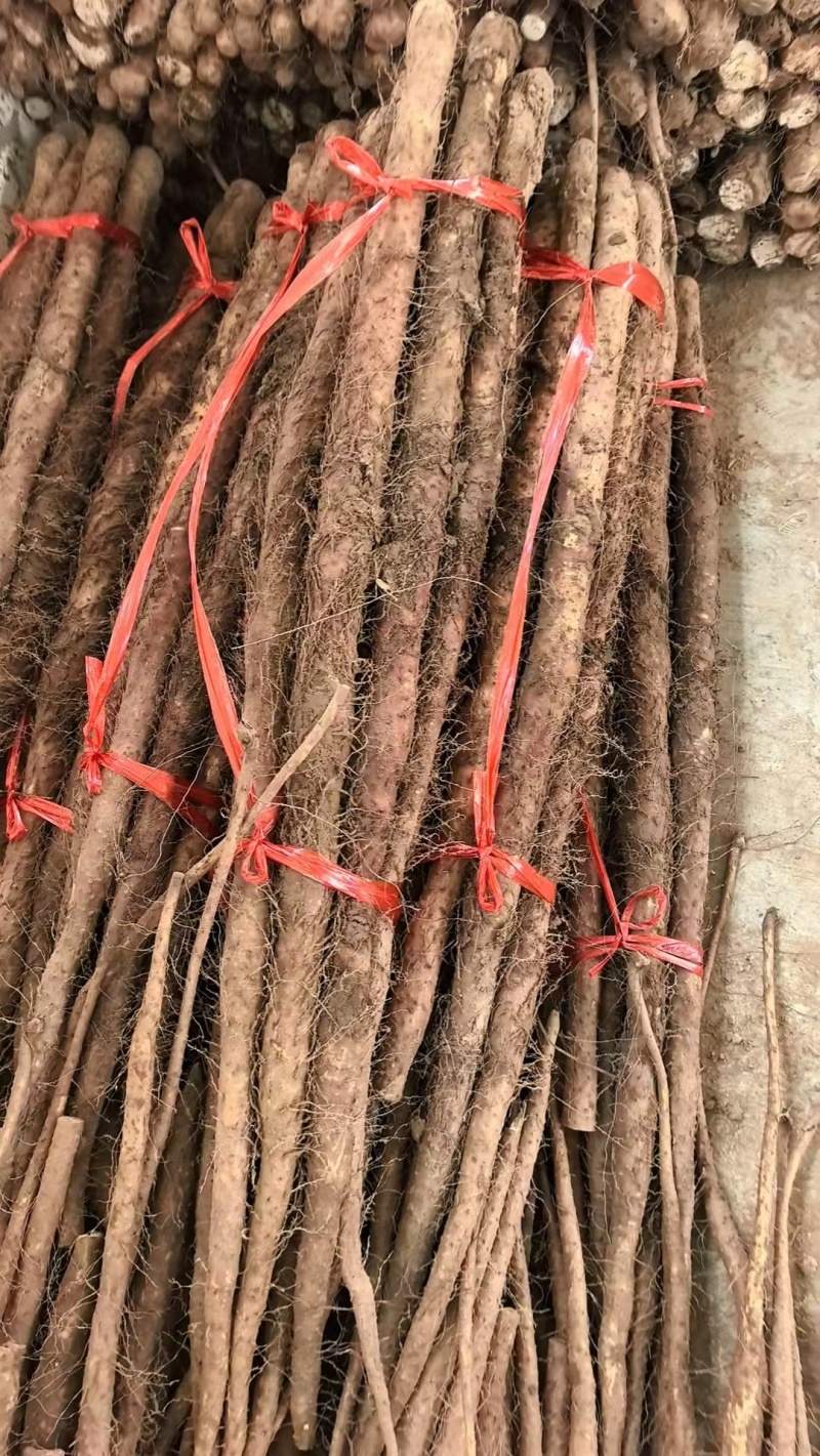 温县铁棍山药对接全国量大从优对接全国欢迎采购质量好走货快