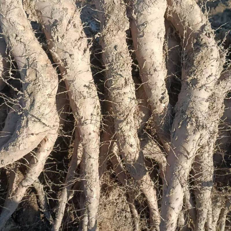 山东白玉山药豆苗